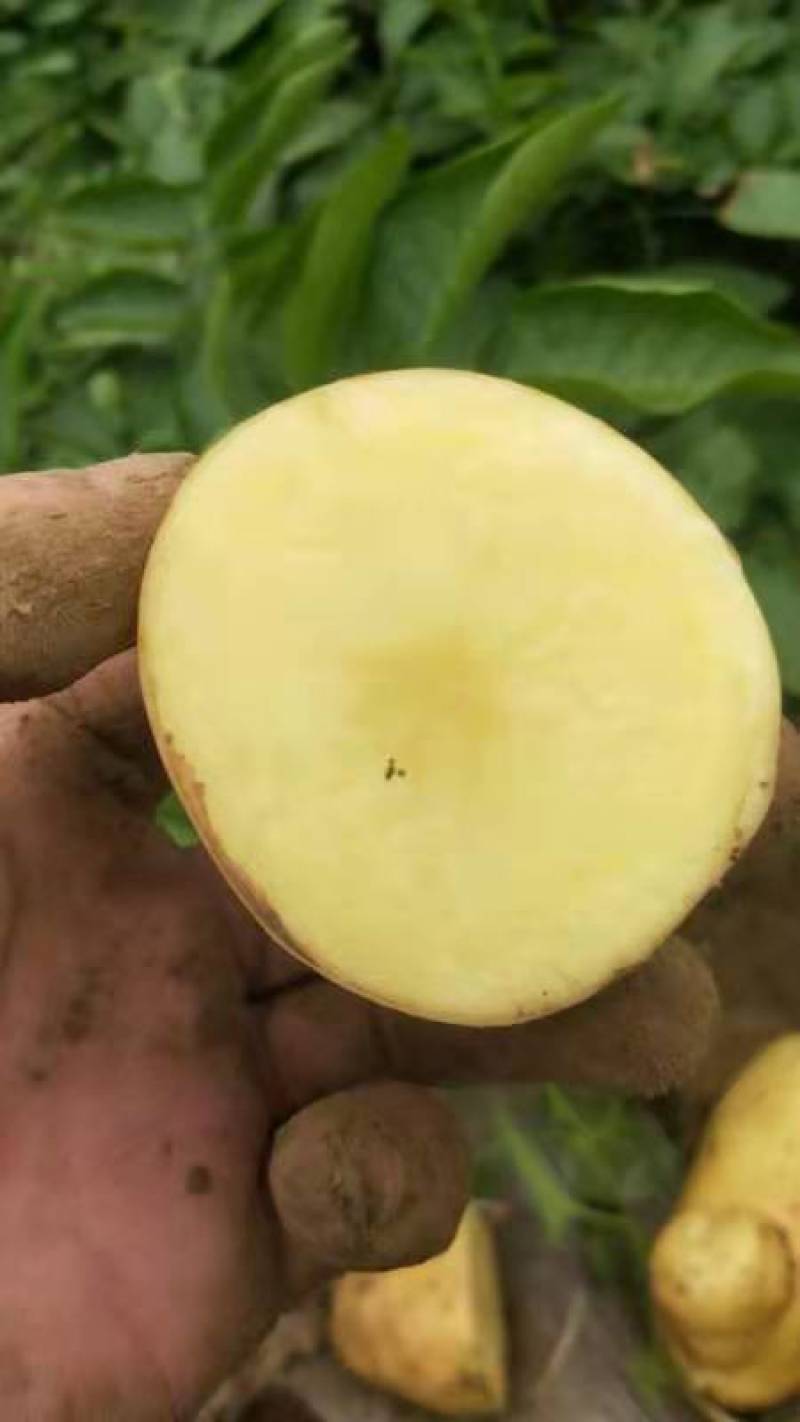 土豆精品希森V7种类齐全，货源充足