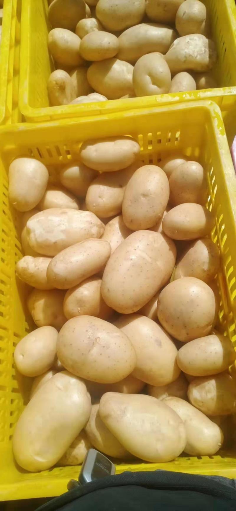 土豆精品希森V7种类齐全，货源充足