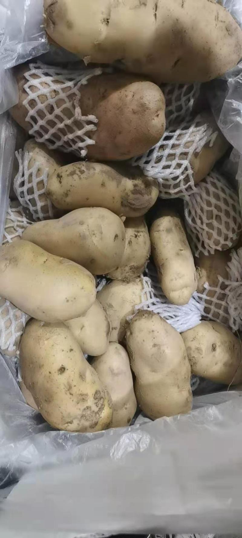 土豆精品希森V7种类齐全，货源充足