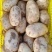 土豆精品希森V7种类齐全，货源充足