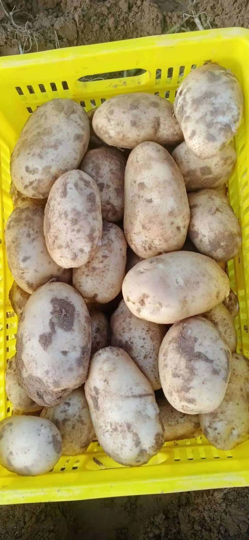 土豆精品希森V7种类齐全，货源充足