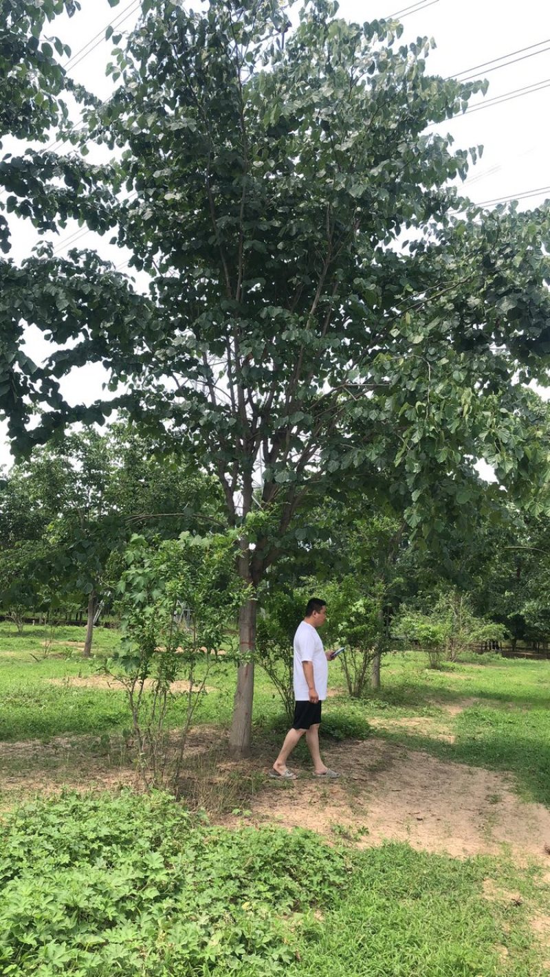 精品巨紫荆