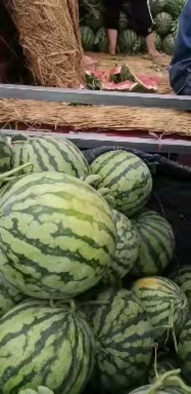 西瓜本地瓜，瓤红味甜，西瓜主产区量大价格低