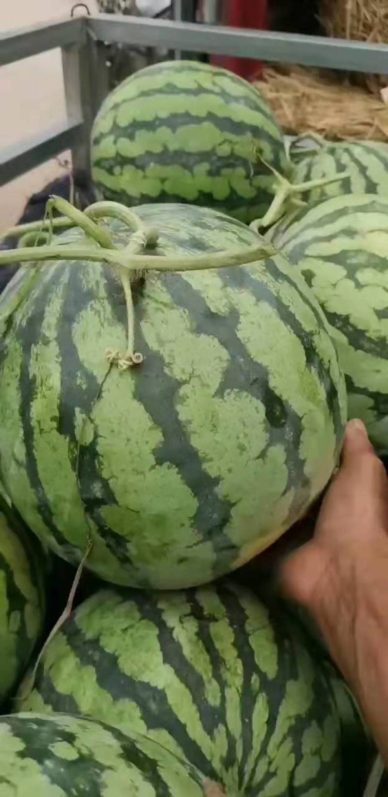 西瓜本地瓜，瓤红味甜，西瓜主产区量大价格低