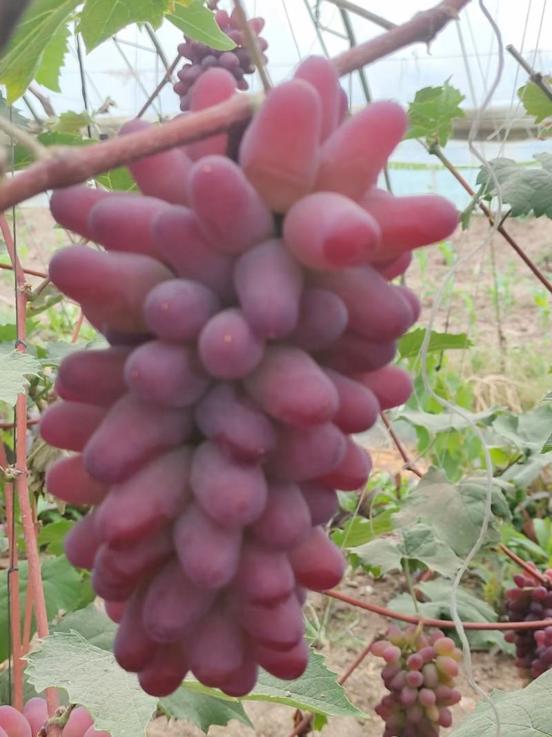 茉莉香葡萄