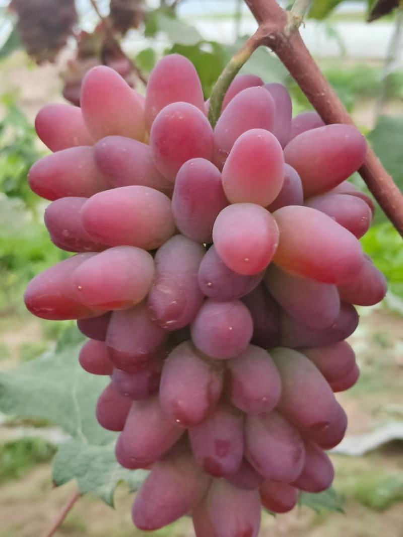 茉莉香葡萄