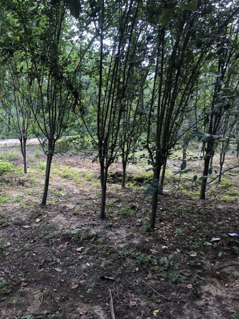 西府海棠