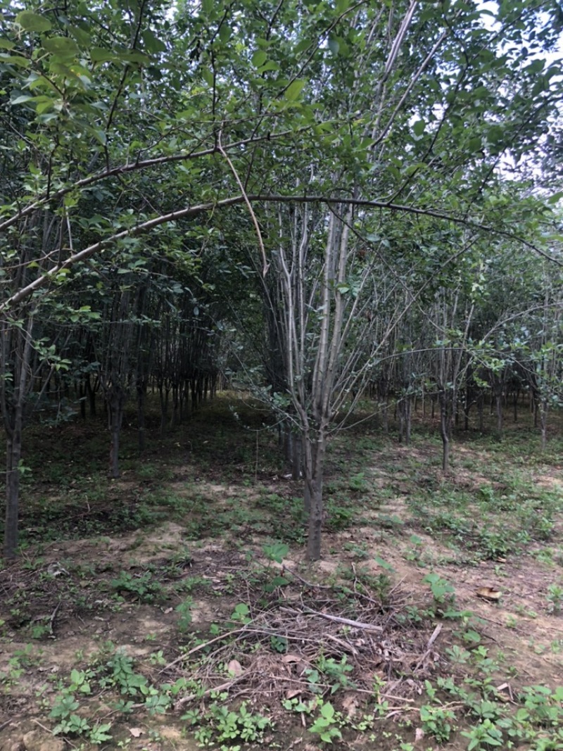 西府海棠