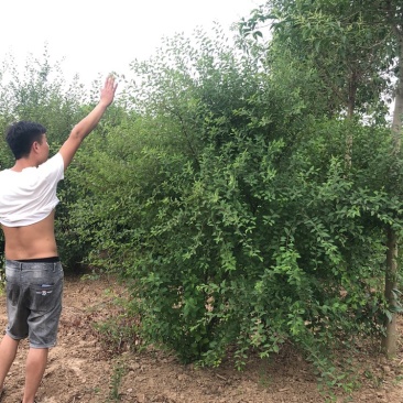 丛生榆叶梅