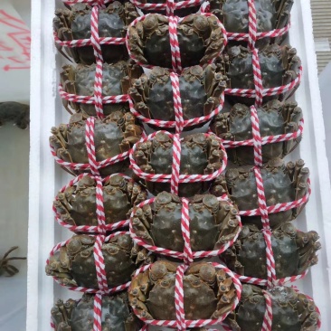 大闸蟹