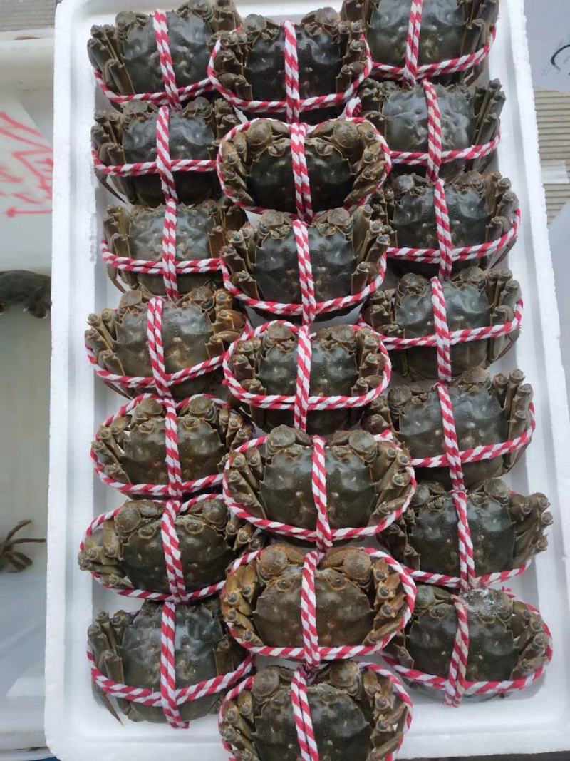 大闸蟹