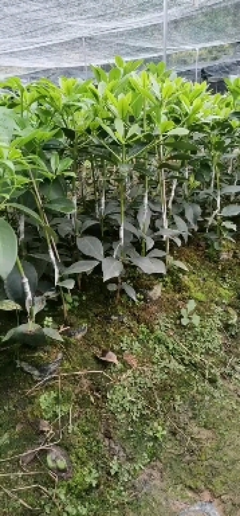 大红八角嫁接苗高产矮化产量高，大量出售各种嫁接苗，直生杯