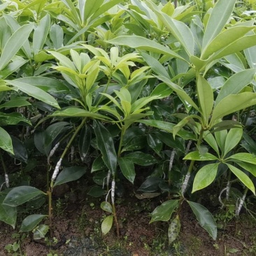 大红八角嫁接苗高产矮化产量高，大量出售各种嫁接苗，直生杯