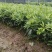 大红八角嫁接苗高产矮化产量高，大量出售各种嫁接苗，直生杯