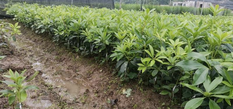 大红八角嫁接苗高产矮化产量高，大量出售各种嫁接苗，直生杯