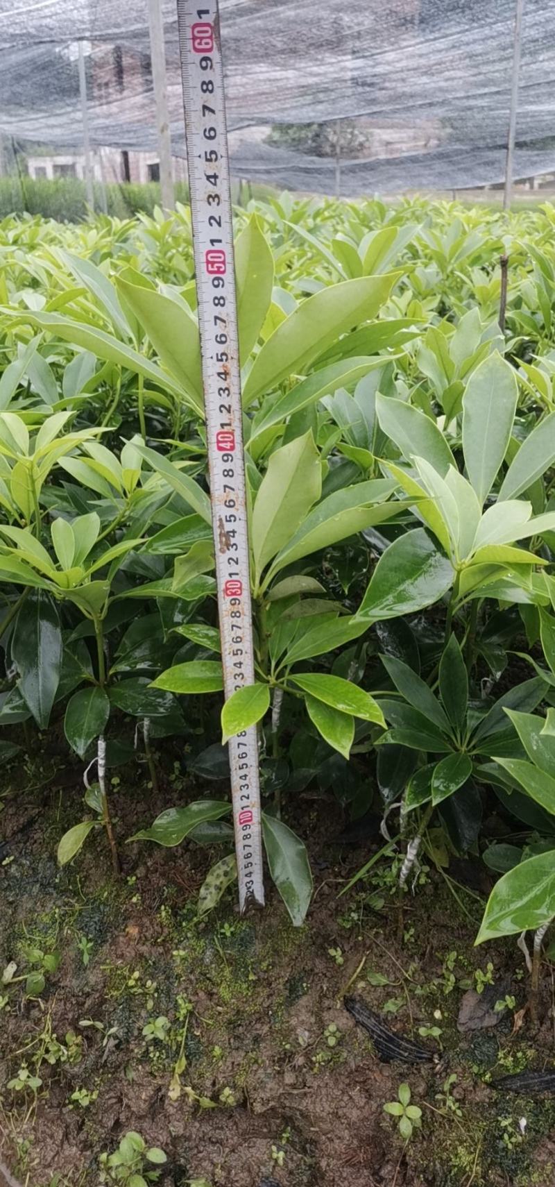 大红八角嫁接苗高产矮化产量高，大量出售各种嫁接苗，直生杯