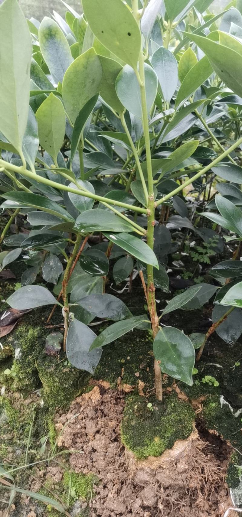大红八角嫁接苗高产矮化产量高，大量出售各种嫁接苗，直生杯