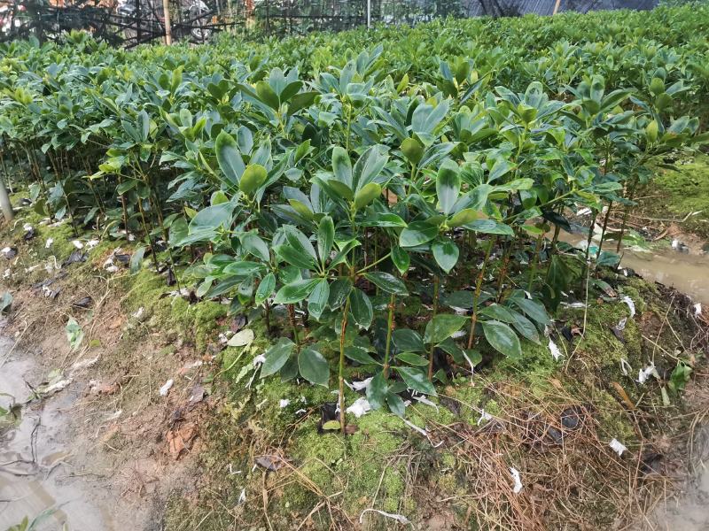 大红八角嫁接苗高产矮化产量高，大量出售各种嫁接苗，直生杯