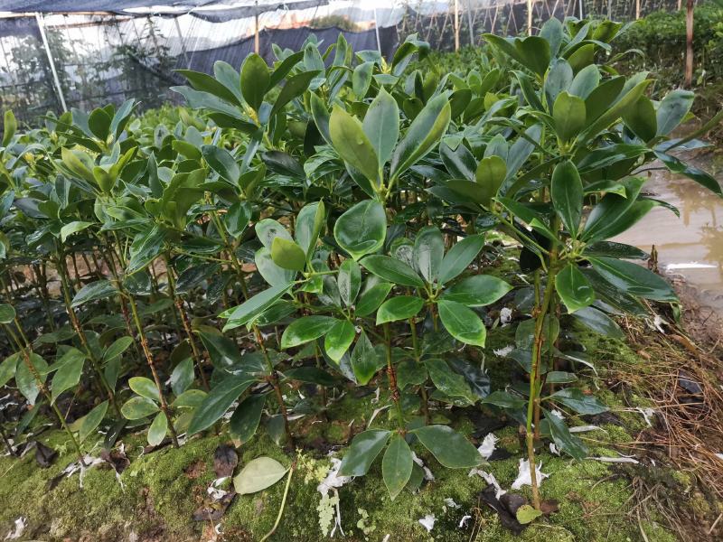 大红八角嫁接苗高产矮化产量高，大量出售各种嫁接苗，直生杯