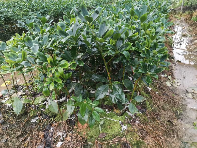 大红八角嫁接苗高产矮化产量高，大量出售各种嫁接苗，直生杯