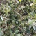 大红八角嫁接苗高产矮化产量高，大量出售各种嫁接苗，直生杯