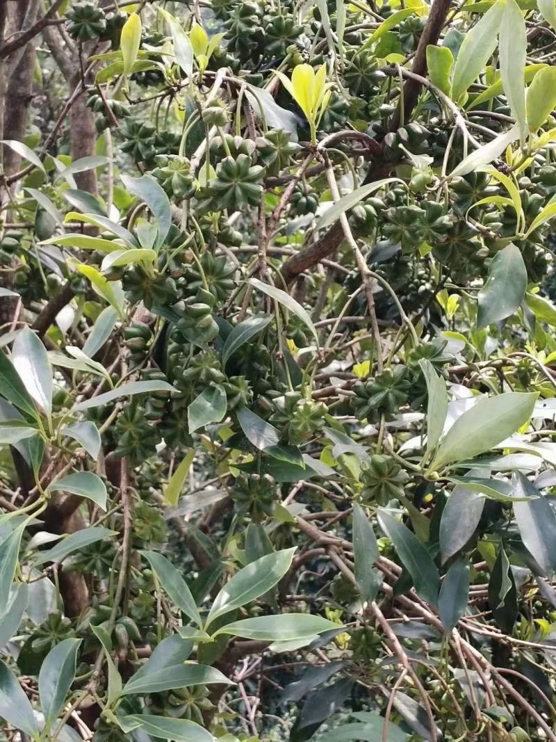 大红八角嫁接苗高产矮化产量高，大量出售各种嫁接苗，直生杯