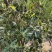 大红八角嫁接苗高产矮化产量高，大量出售各种嫁接苗，直生杯