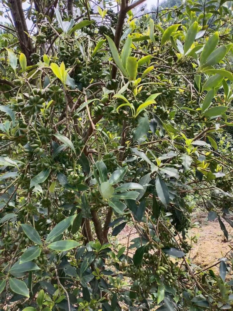 大红八角嫁接苗高产矮化产量高，大量出售各种嫁接苗，直生杯