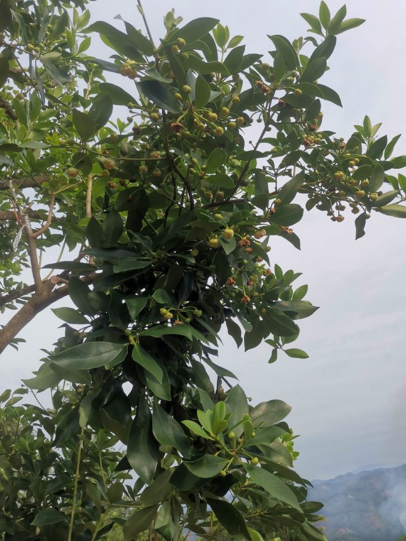 大红八角嫁接苗高产矮化产量高，大量出售各种嫁接苗，直生杯
