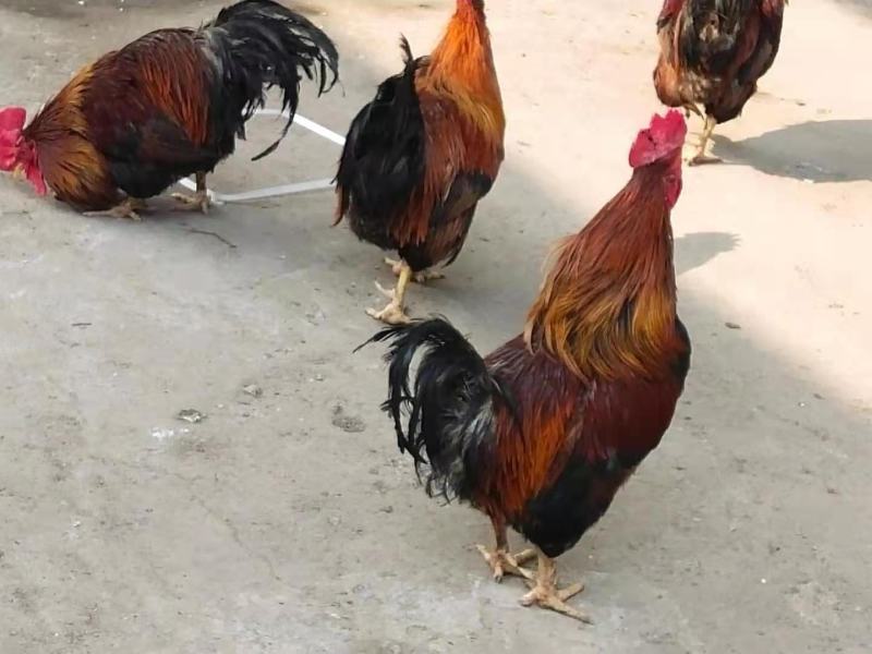 草药大公鸡，1年生长期散养，喂食金银花，三七，海药本草