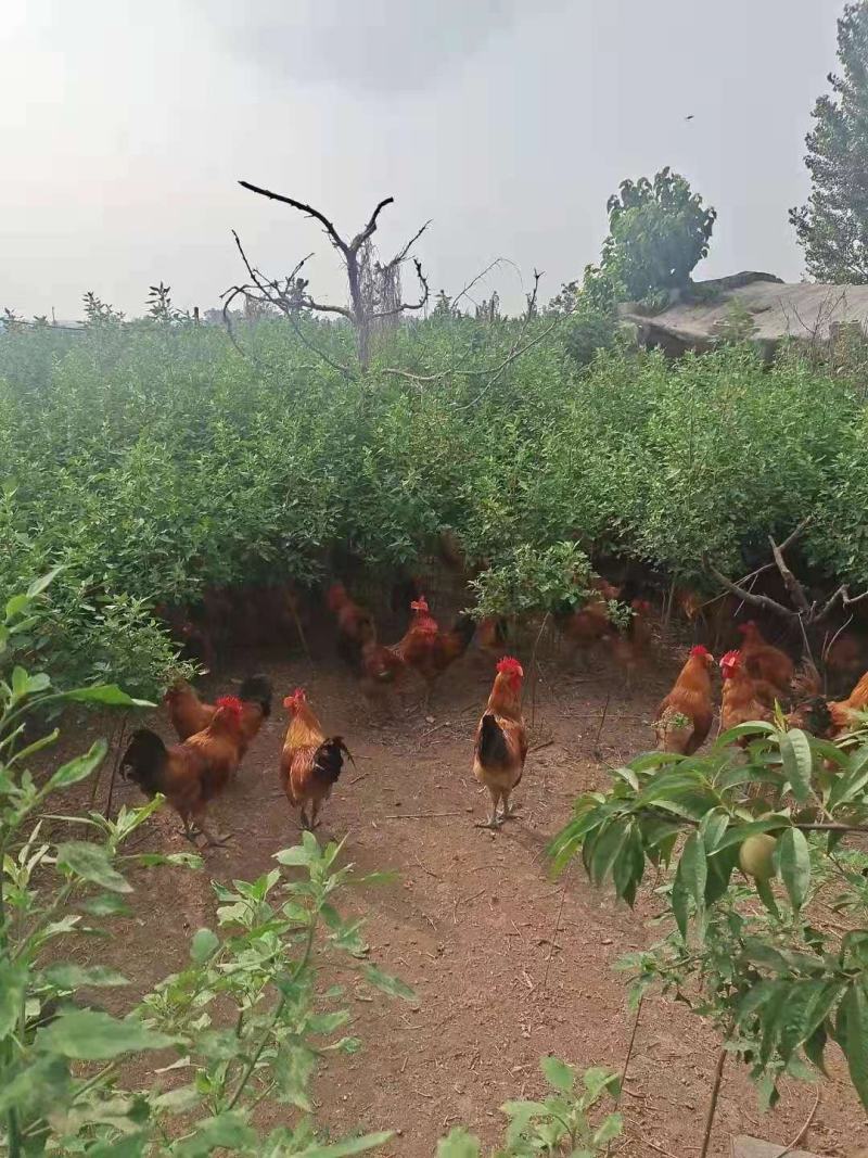 草药大公鸡，1年生长期散养，喂食金银花，三七，海药本草