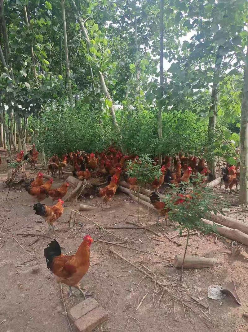 草药大公鸡，1年生长期散养，喂食金银花，三七，海药本草