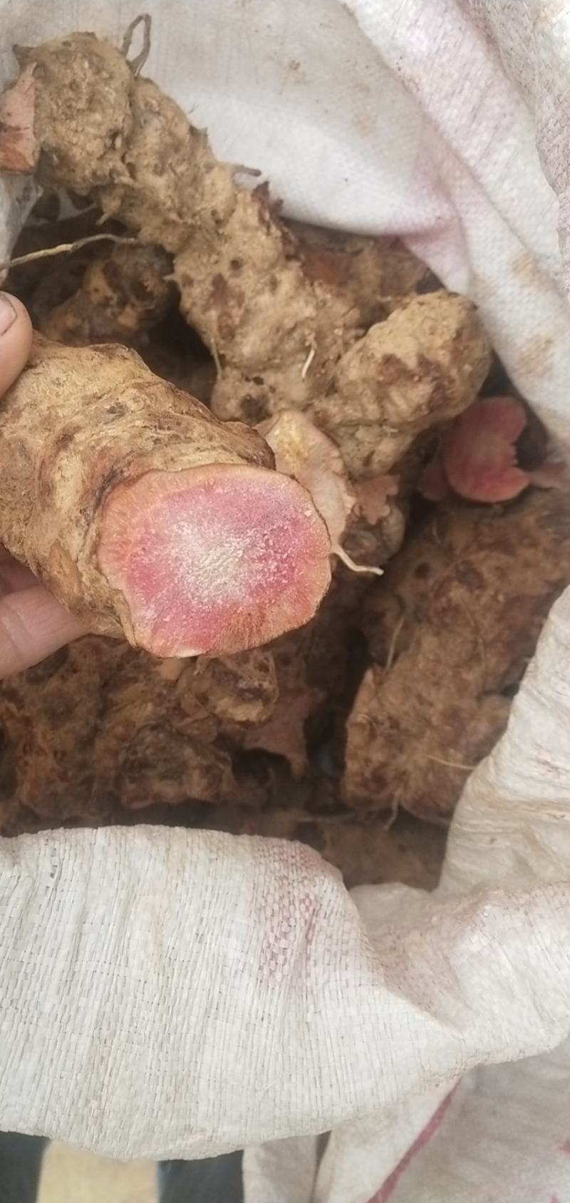 野生的红土伏苓