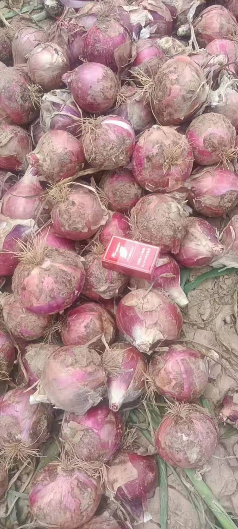 甘肃红皮洋葱（中领红玫瑰）大量上市，有大又圆，红皮好吃