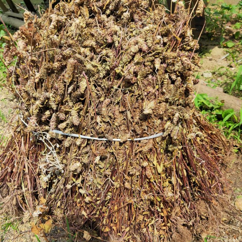 野生夏枯草天然生长夏枯球自然晒干批发零售