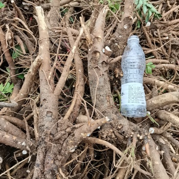 白芍芽子,白芍芽头成活率百分之九十五以上,投资低,好管理