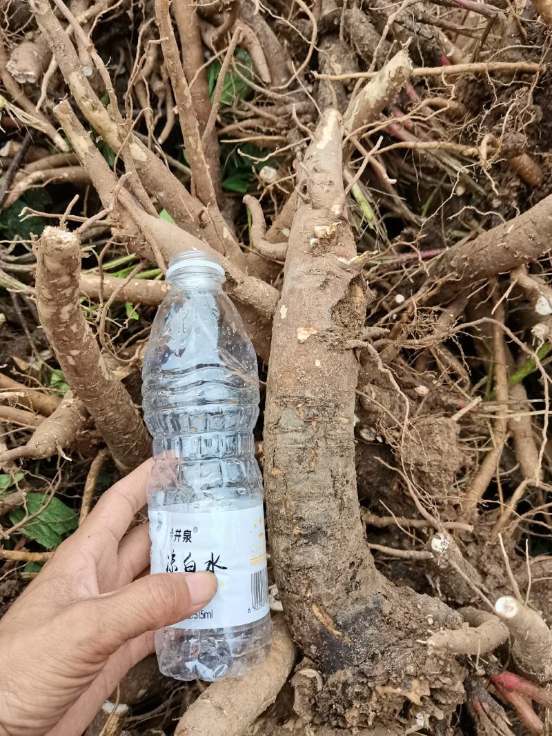 白芍芽子，白芍芽头成活率百分之九十五以上，投资低，好管理