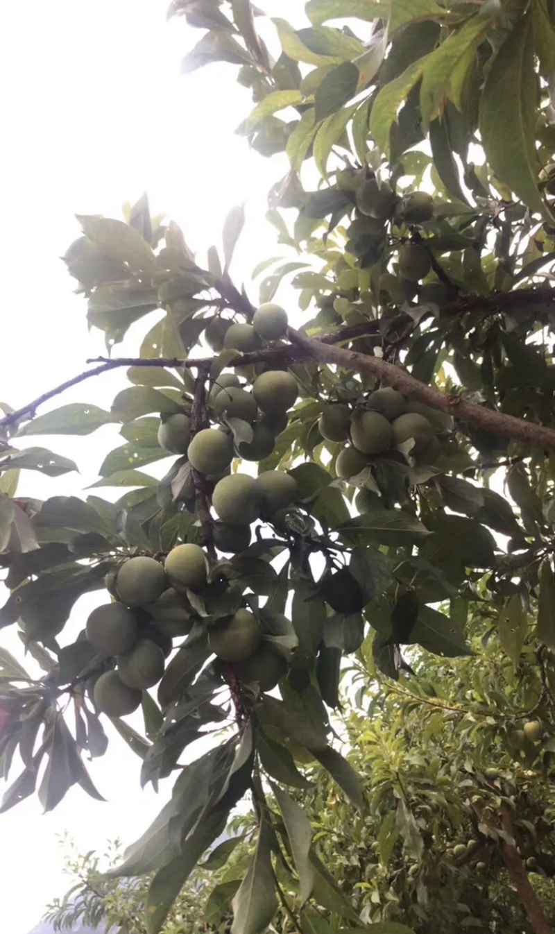 离骨清脆李