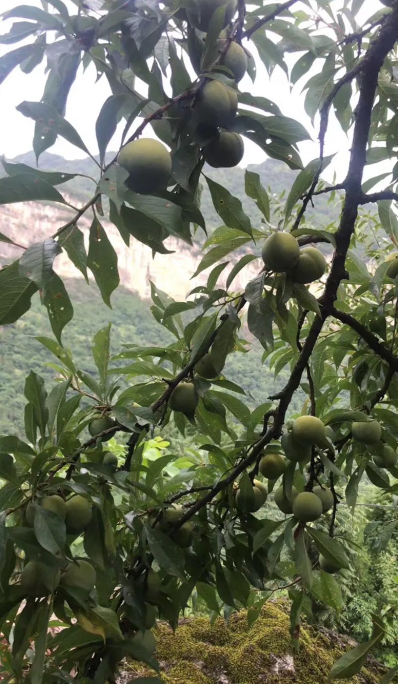 离骨清脆李