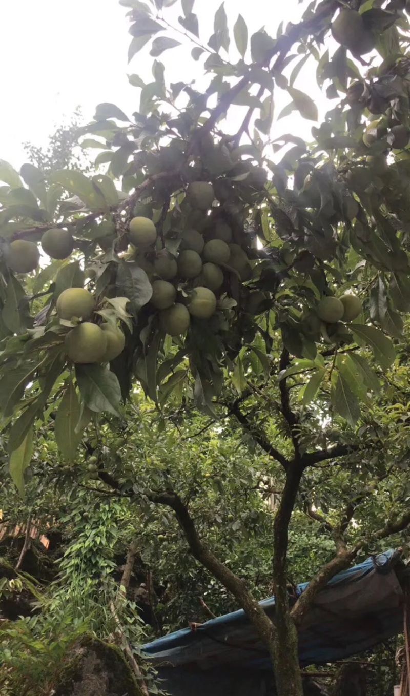 离骨清脆李