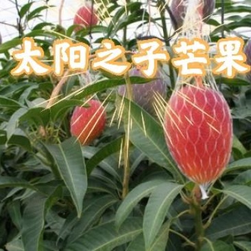 顺丰包邮～海南太阳之子芒果，太阳芒果