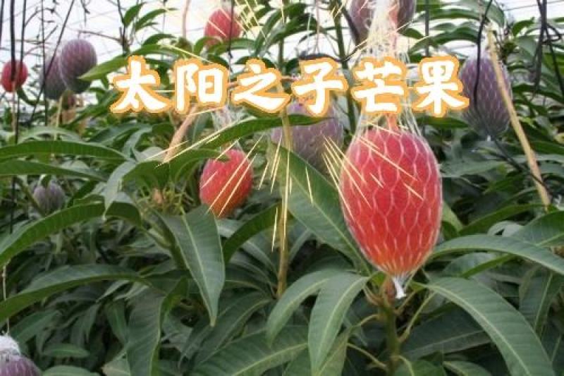 顺丰包邮～海南太阳之子芒果，太阳芒果
