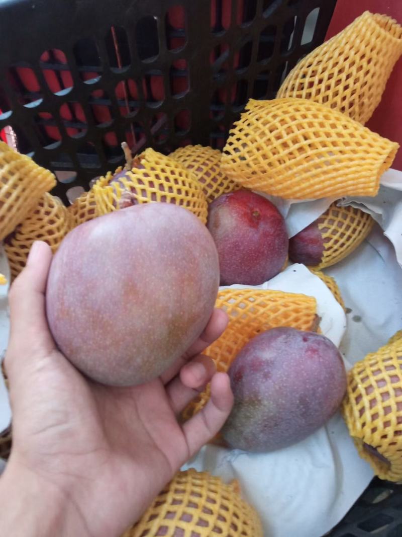 顺丰包邮～海南太阳之子芒果，太阳芒果
