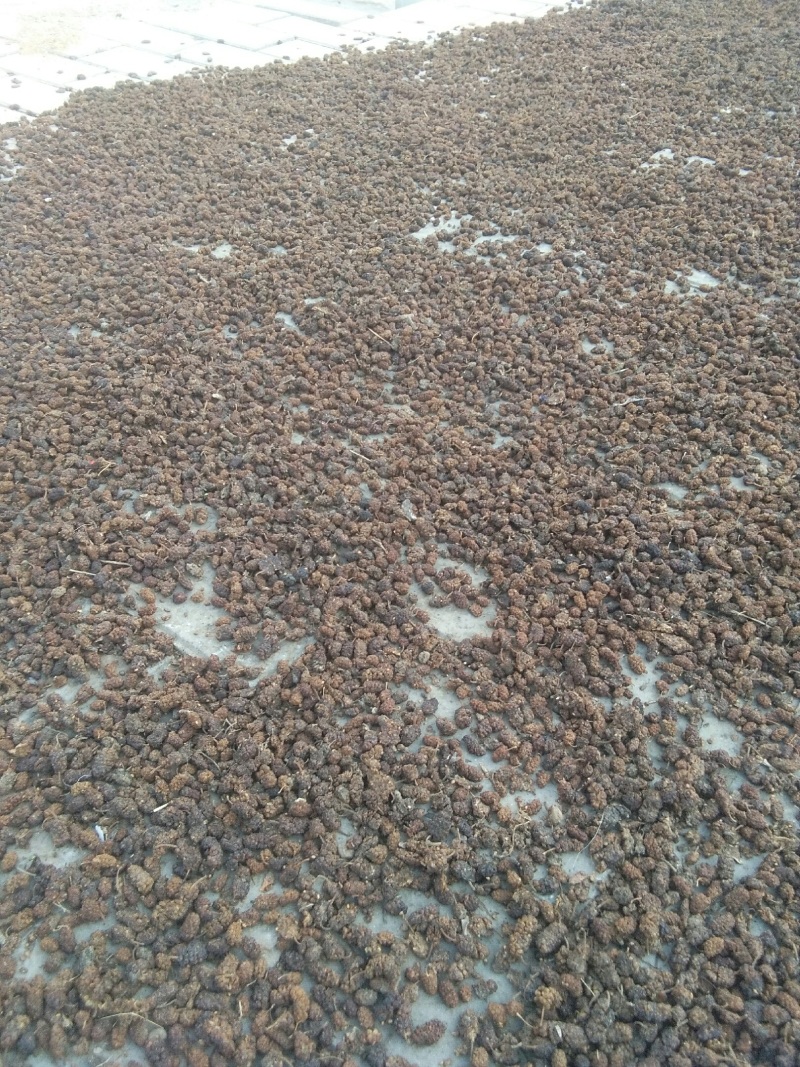 桑椹