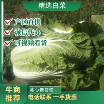 河北黄心白菜玲珑黄产区大量供应可视频欢迎咨询