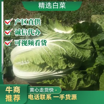 河北黄心白菜玲珑黄产区大量供应可视频看货欢迎咨询