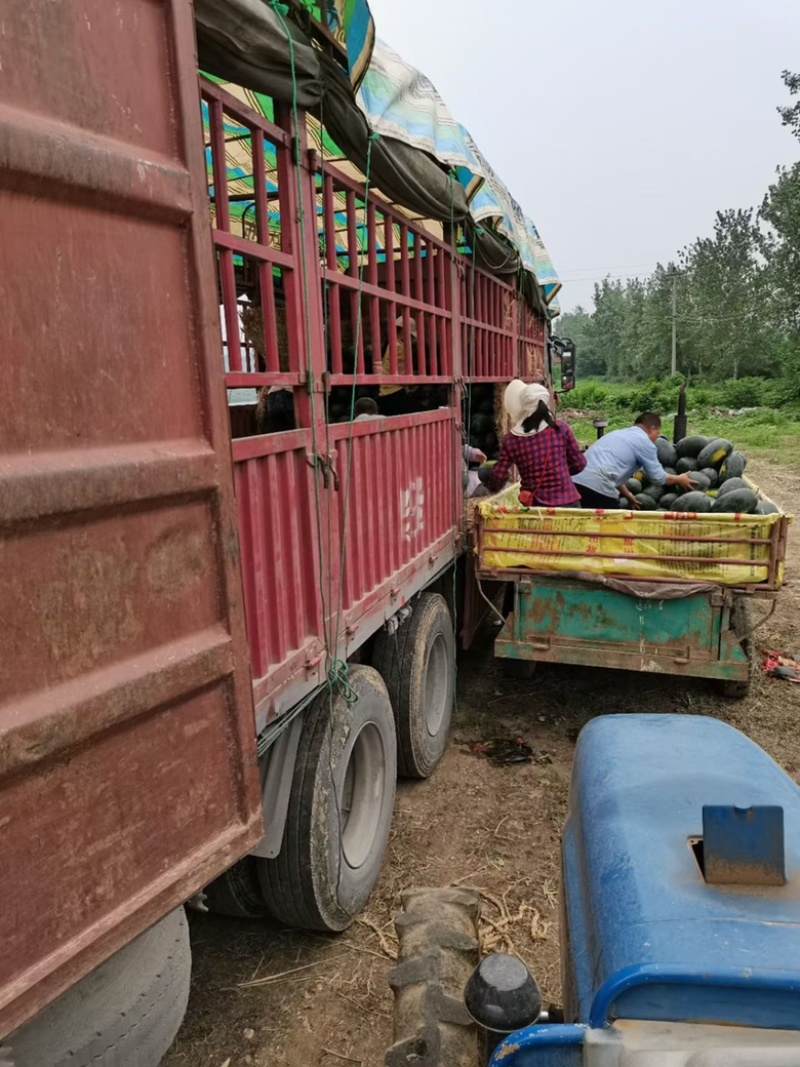黑皮西瓜大量上市现货，甜度13+质保营养多汁价格包上车