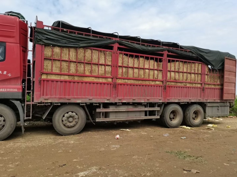黑皮西瓜大量上市现货，甜度13+质保营养多汁价格包上车