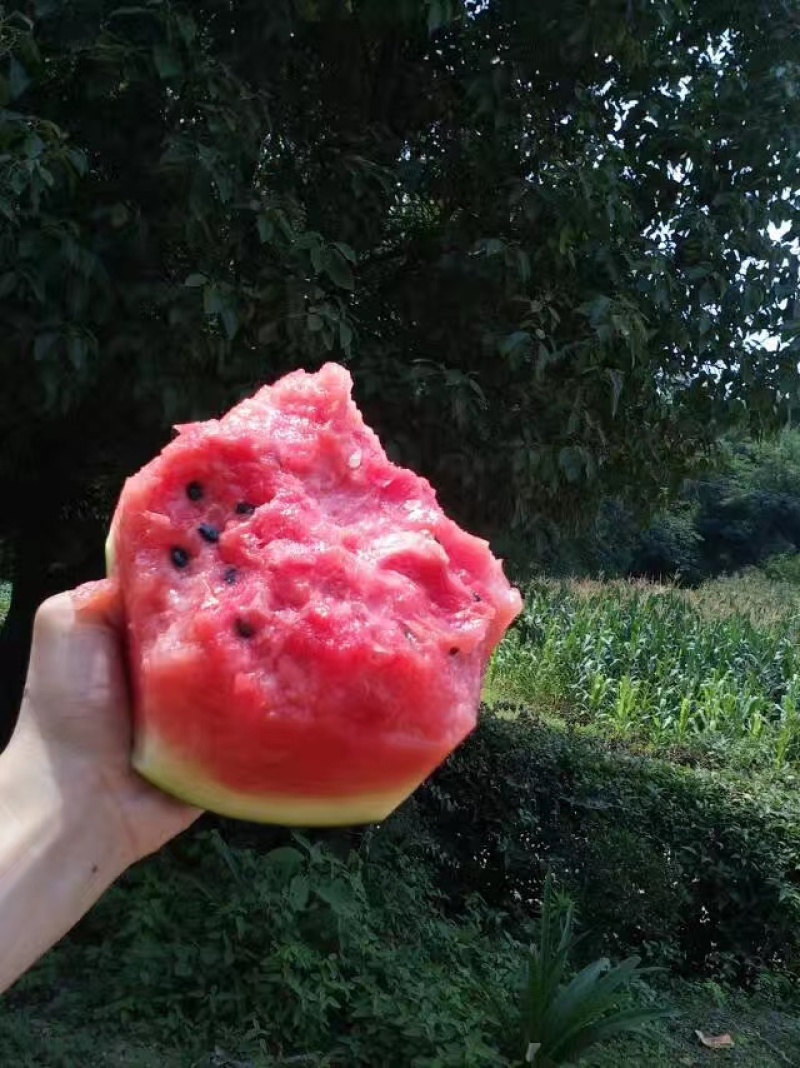 黑皮西瓜大量上市现货，甜度13+质保营养多汁价格包上车