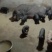 常年供应，杂交黑仔猪，太杂母猪